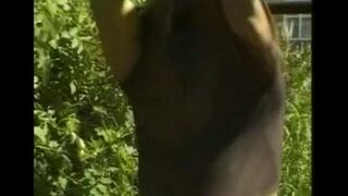 A guy masturbates his big cock in the hayloft